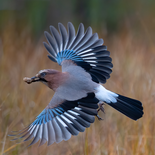 Närhi, Eurasian Jay, Garrulus glandarius