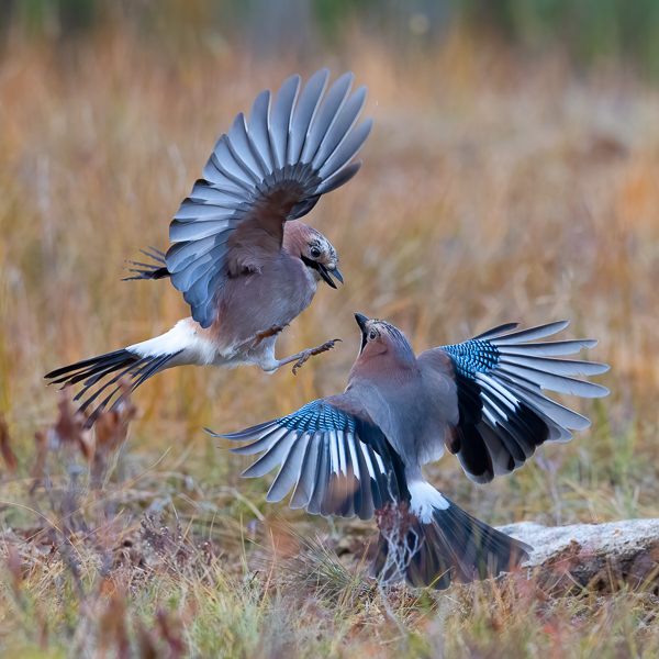 Närhi, Eurasian Jay, Garrulus glandarius