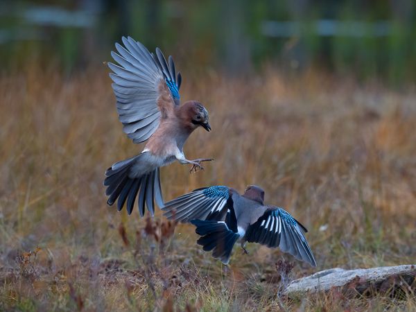 Närhi, Eurasian Jay, Garrulus glandarius