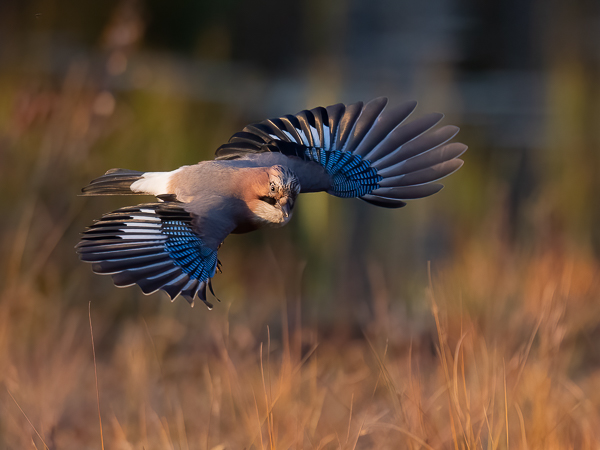 Närhi, Eurasian Jay, Garrulus glandarius