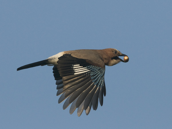 Närhi, Eurasian Jay, Garrulus glandarius