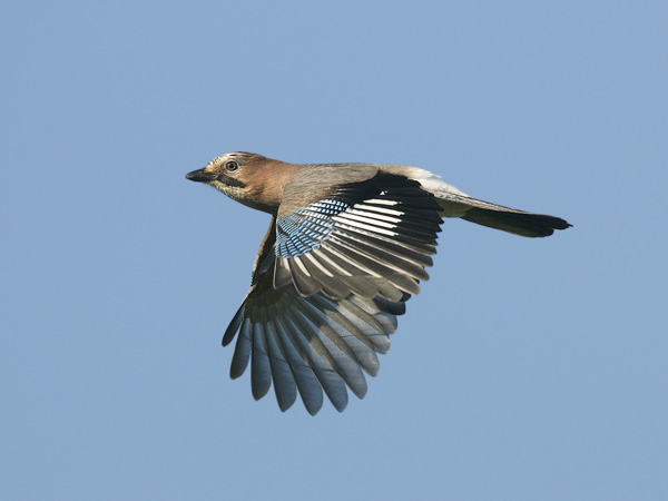 Närhi, Eurasian Jay, Garrulus glandarius