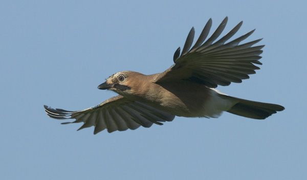 Närhi, Eurasian Jay, Garrulus glandarius