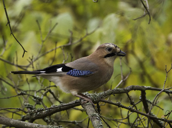 Närhi, Eurasian Jay, Garrulus glandarius