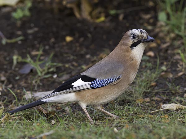 Närhi, Eurasian Jay, Garrulus glandarius
