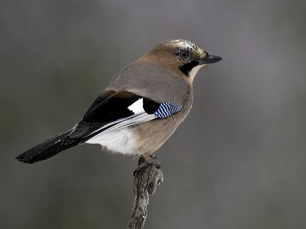 Närhi, Eurasian Jay, Garrulus glandarius