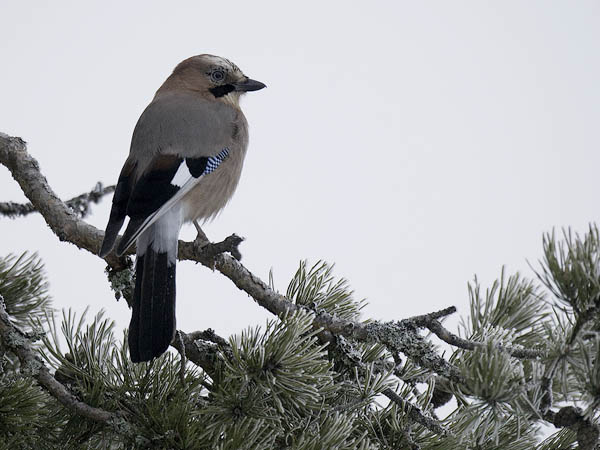 Närhi, Eurasian Jay, Garrulus glandarius