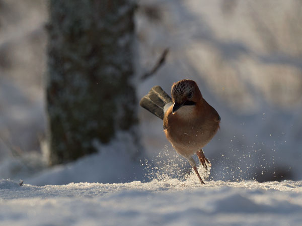 Närhi, Eurasian Jay, Garrulus glandarius