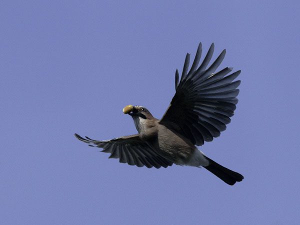 Närhi, Eurasian Jay, Garrulus glandarius