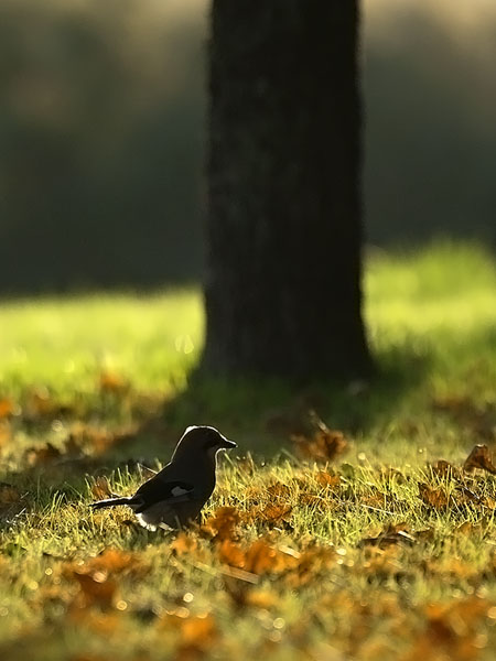 Närhi, Eurasian Jay, Garrulus glandarius
