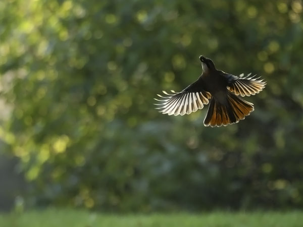 Närhi, Eurasian Jay, Garrulus glandarius