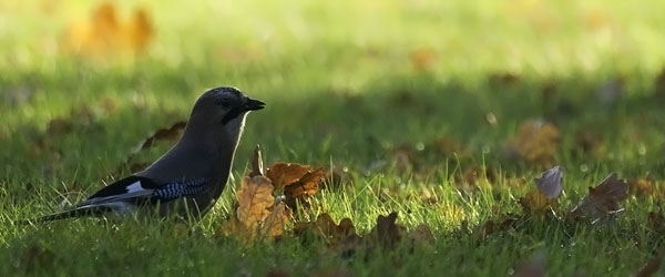 Närhi, Eurasian Jay, Garrulus glandarius