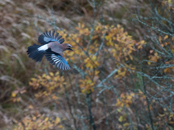 Närhi, Eurasian Jay, Garrulus glandarius