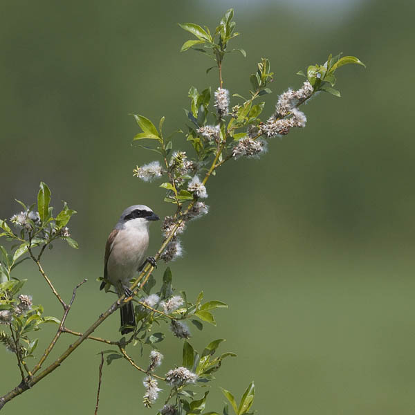 Pikkulepinkäinen, Red-backed Shrike, Lanius collurio