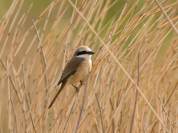 Siperianlepinkäinen, Brown Shrike, Lanius cristatus
