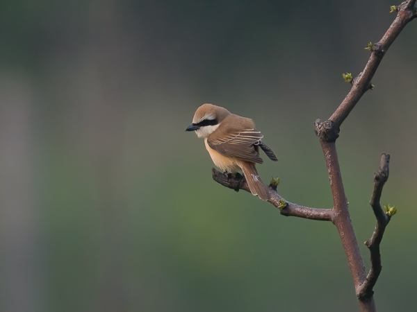 Siperianlepinkäinen, Brown Shrike, Lanius cristatus
