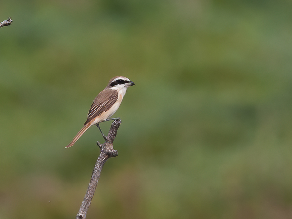 Siperianlepinkäinen, Brown Shrike, Lanius cristatus