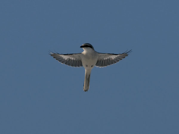 Isolepinkäinen, Great Grey Shrike, Lanius excubitor
