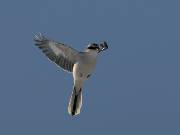 Isolepinkäinen, Great Grey Shrike, Lanius excubitor