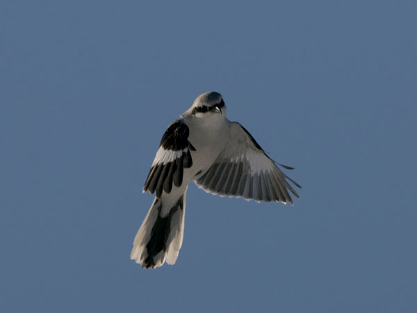 Isolepinkäinen, Great Grey Shrike, Lanius excubitor