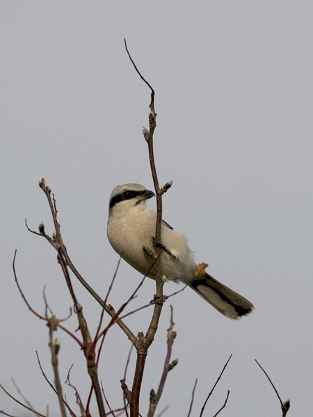 Isolepinkäinen, Great Grey Shrike, Lanius excubitor