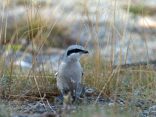 Isolepinkäinen, Great Grey Shrike, Lanius excubitor