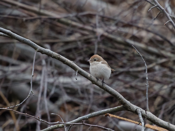 Punapyrstölepinkäinen, Isabelline Shrike, Lanius isabellinus