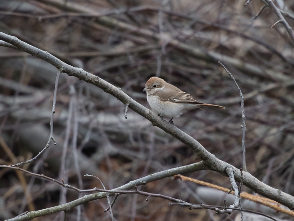 Punapyrstölepinkäinen, Isabelline Shrike, Lanius isabellinus