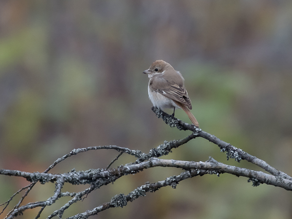 Punapyrstölepinkäinen, Isabelline Shrike, Lanius isabellinus