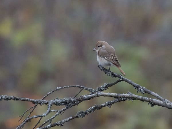Punapyrstölepinkäinen, Isabelline Shrike, Lanius isabellinus