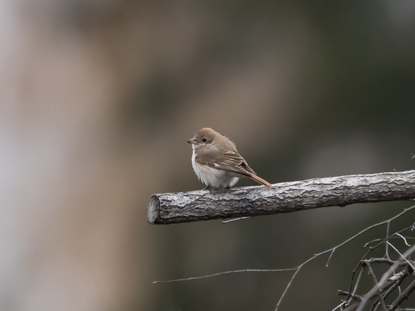 Punapyrstölepinkäinen, Isabelline Shrike, Lanius isabellinus