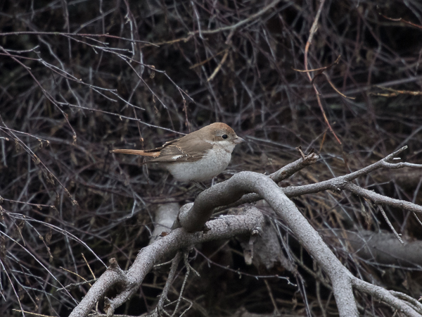 Punapyrstölepinkäinen, Isabelline Shrike, Lanius isabellinus