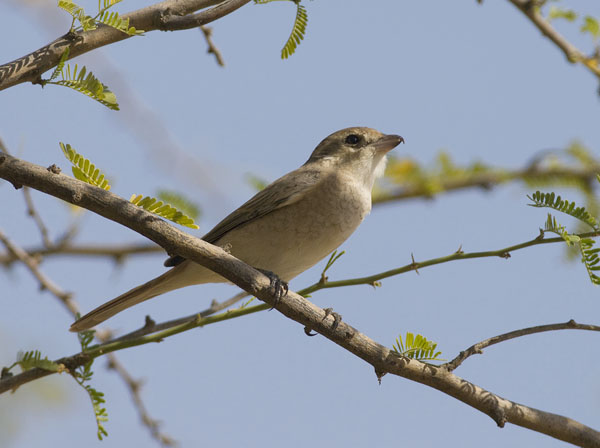 Punapyrstölepinkäinen, Isabelline Shrike, Lanius isabellinus