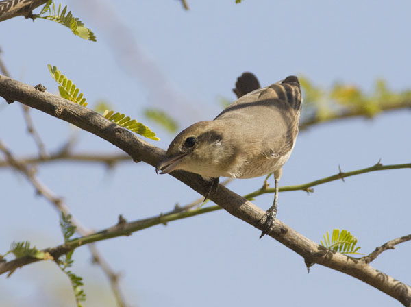 Punapyrstölepinkäinen, Isabelline Shrike, Lanius isabellinus