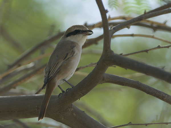 Punapyrstölepinkäinen, Isabelline Shrike, Lanius isabellinus