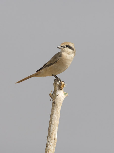 Punapyrstölepinkäinen, Isabelline Shrike, Lanius isabellinus