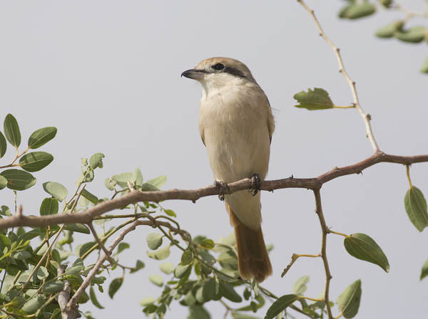 Punapyrstölepinkäinen, Isabelline Shrike, Lanius isabellinus