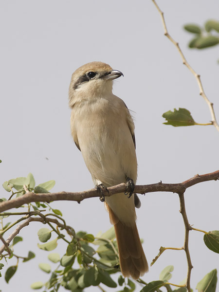Punapyrstölepinkäinen, Isabelline Shrike, Lanius isabellinus