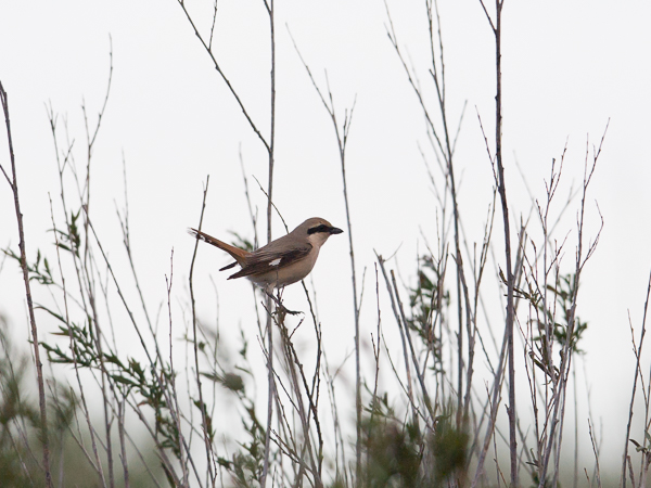 Punapyrstölepinkäinen, Isabelline Shrike, Lanius isabellinus