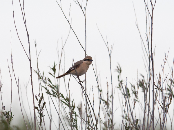 Punapyrstölepinkäinen, Isabelline Shrike, Lanius isabellinus
