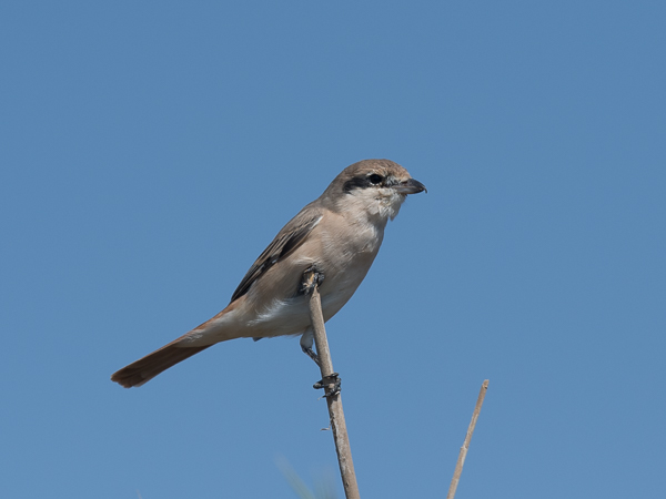 Punapyrstölepinkäinen, Isabelline Shrike, Lanius isabellinus
