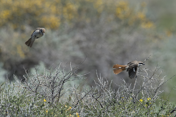 Punapyrstölepinkäinen, Isabelline Shrike, Lanius isabellinus