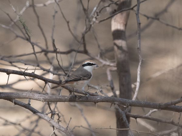 Punapyrstölepinkäinen, Isabelline Shrike, Lanius isabellinus