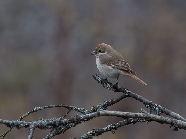Punapyrstölepinkäinen, Isabelline Shrike, Lanius isabellinus