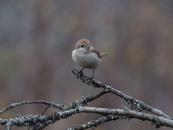 Punapyrstölepinkäinen, Isabelline Shrike, Lanius isabellinus