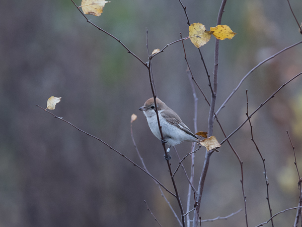 Punapyrstölepinkäinen, Isabelline Shrike, Lanius isabellinus