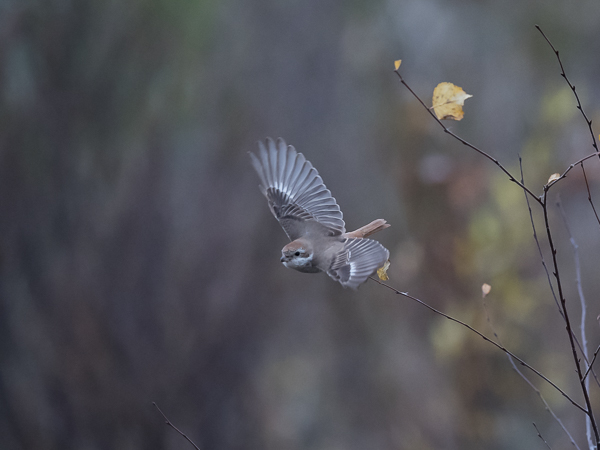Punapyrstölepinkäinen, Isabelline Shrike, Lanius isabellinus
