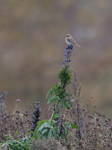 Punapyrstölepinkäinen, Isabelline Shrike, Lanius isabellinus