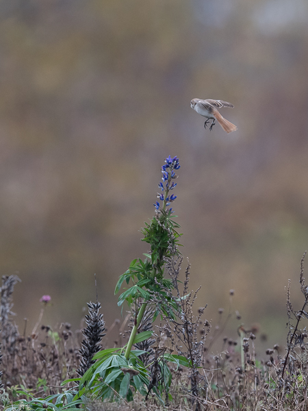 Punapyrstölepinkäinen, Isabelline Shrike, Lanius isabellinus