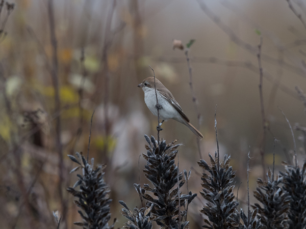 Punapyrstölepinkäinen, Isabelline Shrike, Lanius isabellinus